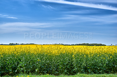 Buy stock photo Green fields and blue sky in spring and early summer