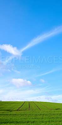 Buy stock photo Green fields and blue sky in spring and early summer