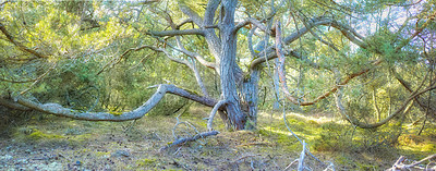 Buy stock photo Hardwood tree branches growing in a forest with green plants and shrubs. Scenic landscape of wild tree trunk with lush leaves in nature. Peaceful scenery and relaxing views in a park or woods