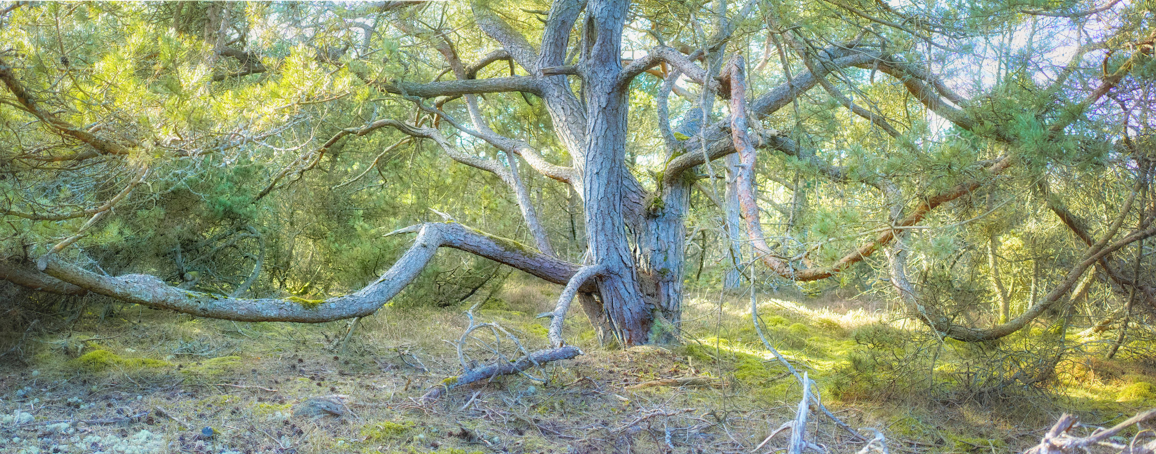 Buy stock photo Hardwood tree branches growing in a forest with green plants and shrubs. Scenic landscape of wild tree trunk with lush leaves in nature. Peaceful scenery and relaxing views in a park or woods