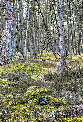 Buy stock photo Overgrown mysterious woodland with lush greenery of wild grass field and trees in peaceful nature scene. A magical forest wilderness with copy space. Secluded quiet natural landscape to explore 