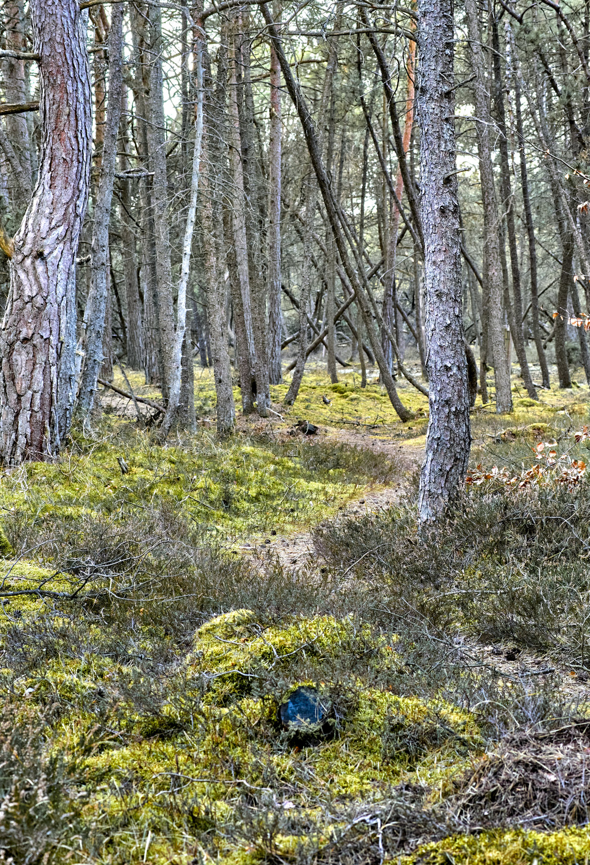 Buy stock photo Overgrown mysterious woodland with lush greenery of wild grass field and trees in peaceful nature scene. A magical forest wilderness with copy space. Secluded quiet natural landscape to explore 