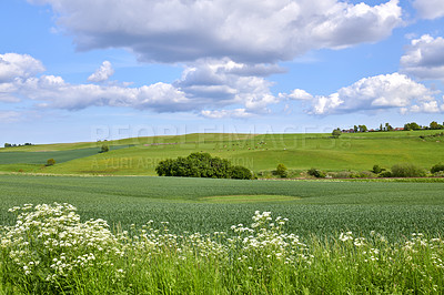 Buy stock photo Lush green landscape of beautiful field in the countryside and cows grazing in a pasture against cloudy blue sky background. Scenic meadow with blooming trees and plants in nature