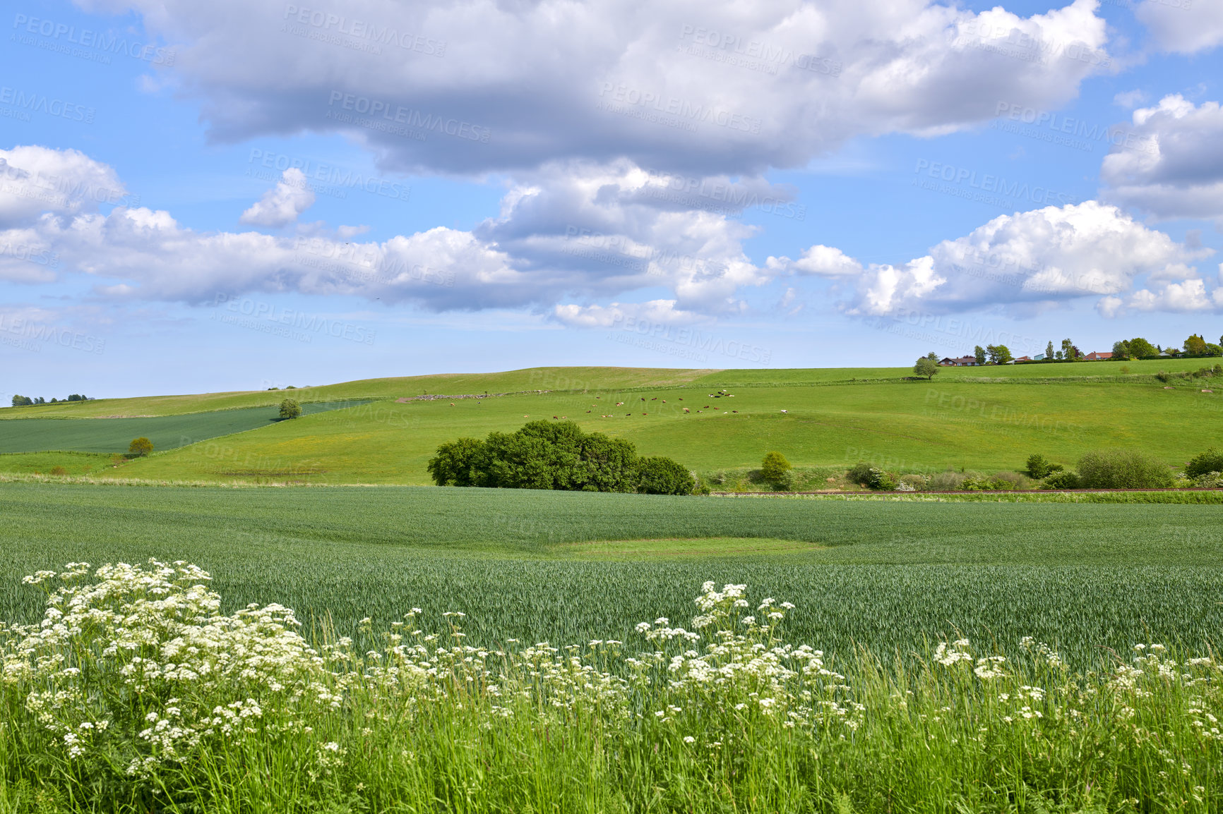 Buy stock photo Lush green landscape of beautiful field in the countryside and cows grazing in a pasture against cloudy blue sky background. Scenic meadow with blooming trees and plants in nature