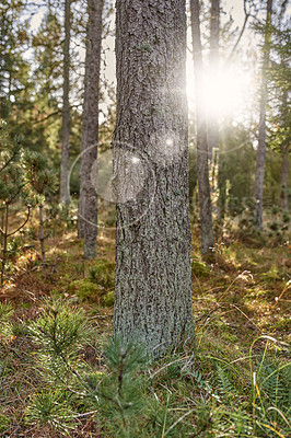 Buy stock photo The forest in late autumn, winter and early spring