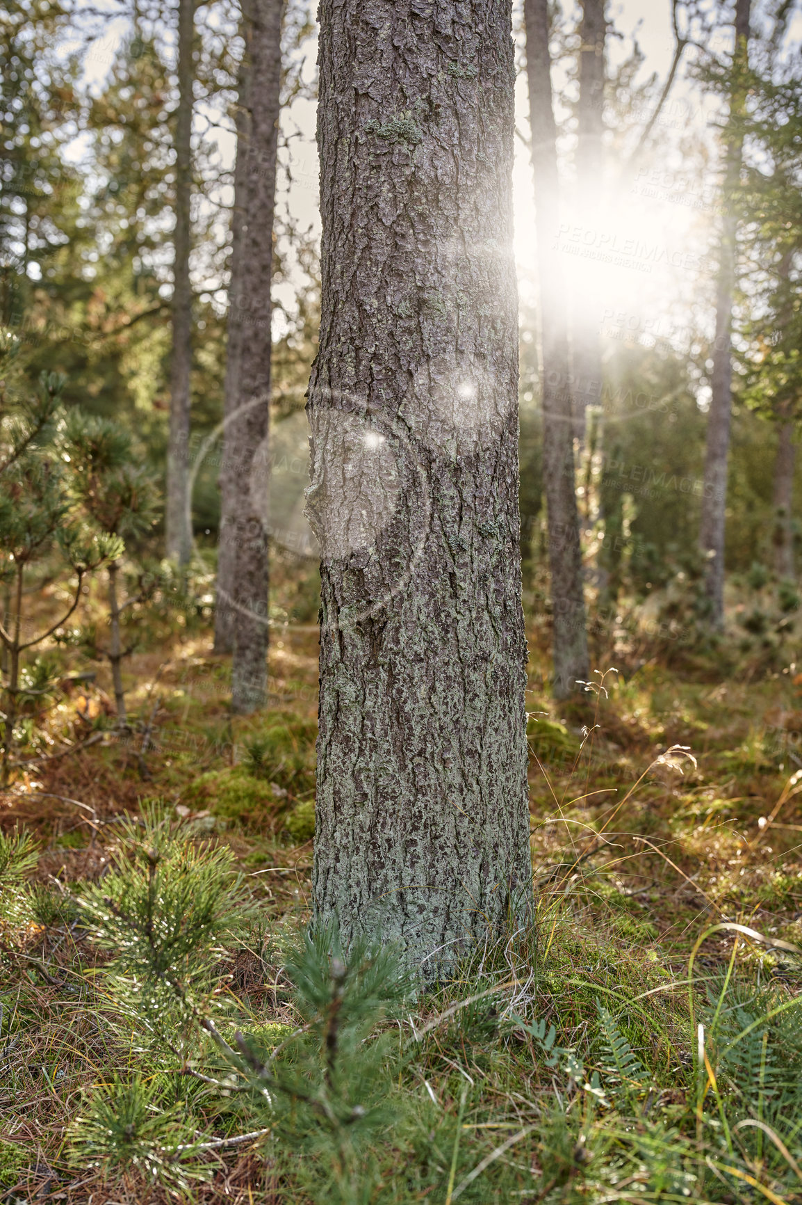 Buy stock photo The forest in late autumn, winter and early spring