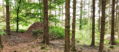 Buy stock photo Huge anthill in pine forest, Denmark