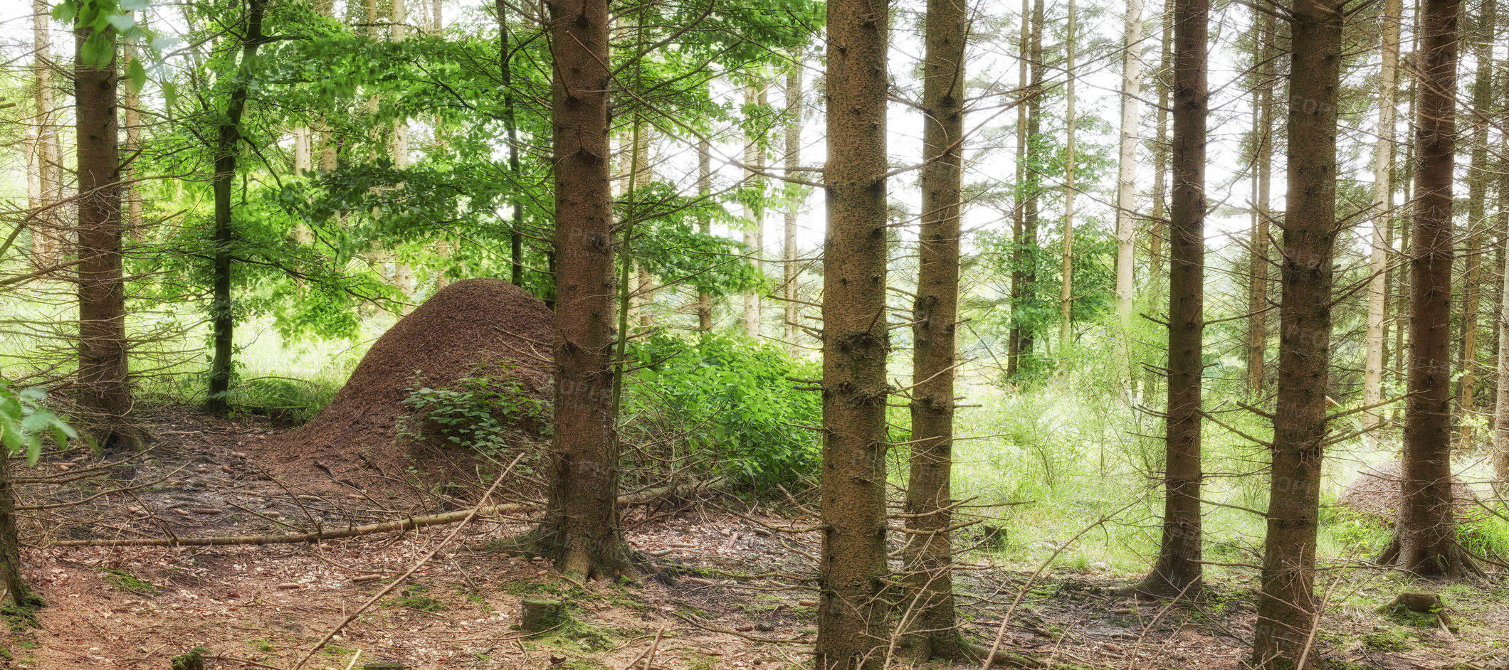 Buy stock photo Huge anthill in pine forest, Denmark