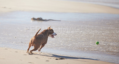 Buy stock photo Shot of an adorable pit bull playing with a ball at the beach