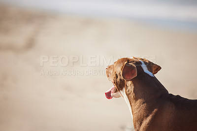 Buy stock photo Beach, relax and dog playing on sand for fun exercise, healthy energy or happy animal in nature. Ocean, walk and playful pitbull with outdoor training, pet fitness and wellness on summer morning.