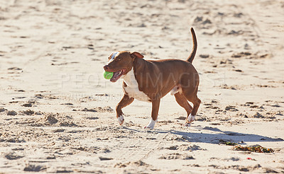 Buy stock photo Beach, sand and dog running with ball for fun exercise, healthy energy or happy animal in nature. Ocean, games and playful pitbull with outdoor training, pet fitness and wellness with toys in morning