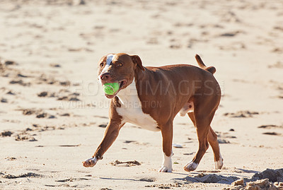 Buy stock photo Ball, nature and dog playing on beach for exercise, training and adventure outdoors. Pets, excited and happy pitbull with toys on holiday, summer vacation and weekend for games, bonding and fun