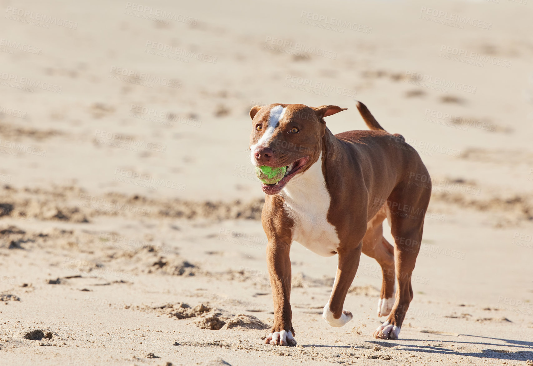 Buy stock photo Beach, sand and happy dog running with ball for fun exercise, healthy energy or animal in nature. Ocean, games and playful pitbull with outdoor training, pet fitness and wellness with toys in morning