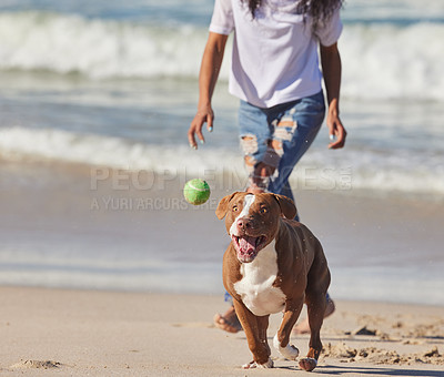 Buy stock photo Beach, person and dog running with ball for fun exercise, healthy energy or happy animal in nature. Ocean, games and playful pitbull with outdoor training, pet fitness and wellness with morning play