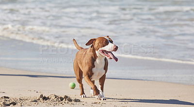 Buy stock photo Shot of an adorable pit bull enjoying a day at the beach