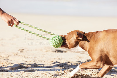 Buy stock photo Ocean, person and dog with toy for game, fun exercise and healthy energy for happy animal in nature. Beach, bite and playful pitbull with outdoor training, pet fitness and wellness with morning play