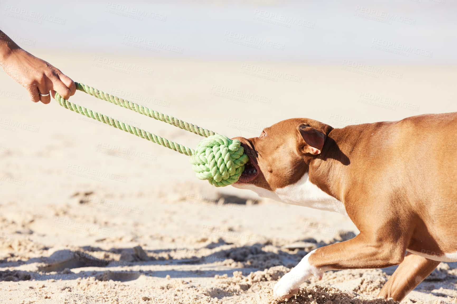 Buy stock photo Ocean, person and dog with toy for game, fun exercise and healthy energy for happy animal in nature. Beach, bite and playful pitbull with outdoor training, pet fitness and wellness with morning play
