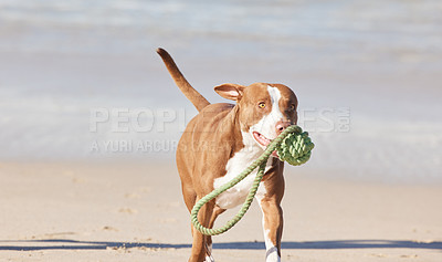 Buy stock photo Ocean, sand and dog running with toys for fun exercise, healthy energy or happy animal in nature. Beach, games and playful pitbull with outdoor training, pet fitness and wellness with morning play