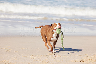 Buy stock photo Beach, fun and dog running with ball for exercise, healthy energy or excited animal playing in nature. Ocean, games and pitbull with outdoor pet training, fitness and wellness with toys in morning