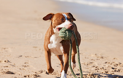 Buy stock photo Beach, fun and dog playing with ball for exercise, healthy energy or animal running in nature. Ocean, games and playful pitbull with outdoor pet training, fitness and wellness with toys in morning