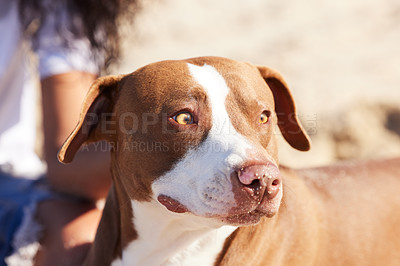 Buy stock photo Pet, nature and dog playing on beach for exercise, training and adventure outdoors. Owner, excited and happy pitbull with person on holiday, summer vacation and weekend for games, bonding and fun