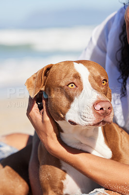 Buy stock photo Pet, travel and dog playing on beach for exercise, training and adventure in nature. Owner, excited and happy pitbull with person on holiday, summer vacation and weekend for games, bonding and fun