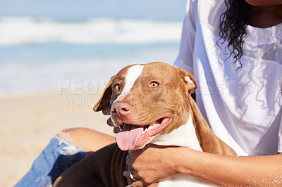 Buy stock photo Happy, nature and dog with woman on beach for exercise, training and adventure outdoors. Pet owner, excited and pitbull with person on holiday, summer vacation and weekend for games, bonding and fun