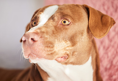 Buy stock photo Closeup shot of an adorable dog relaxing at home