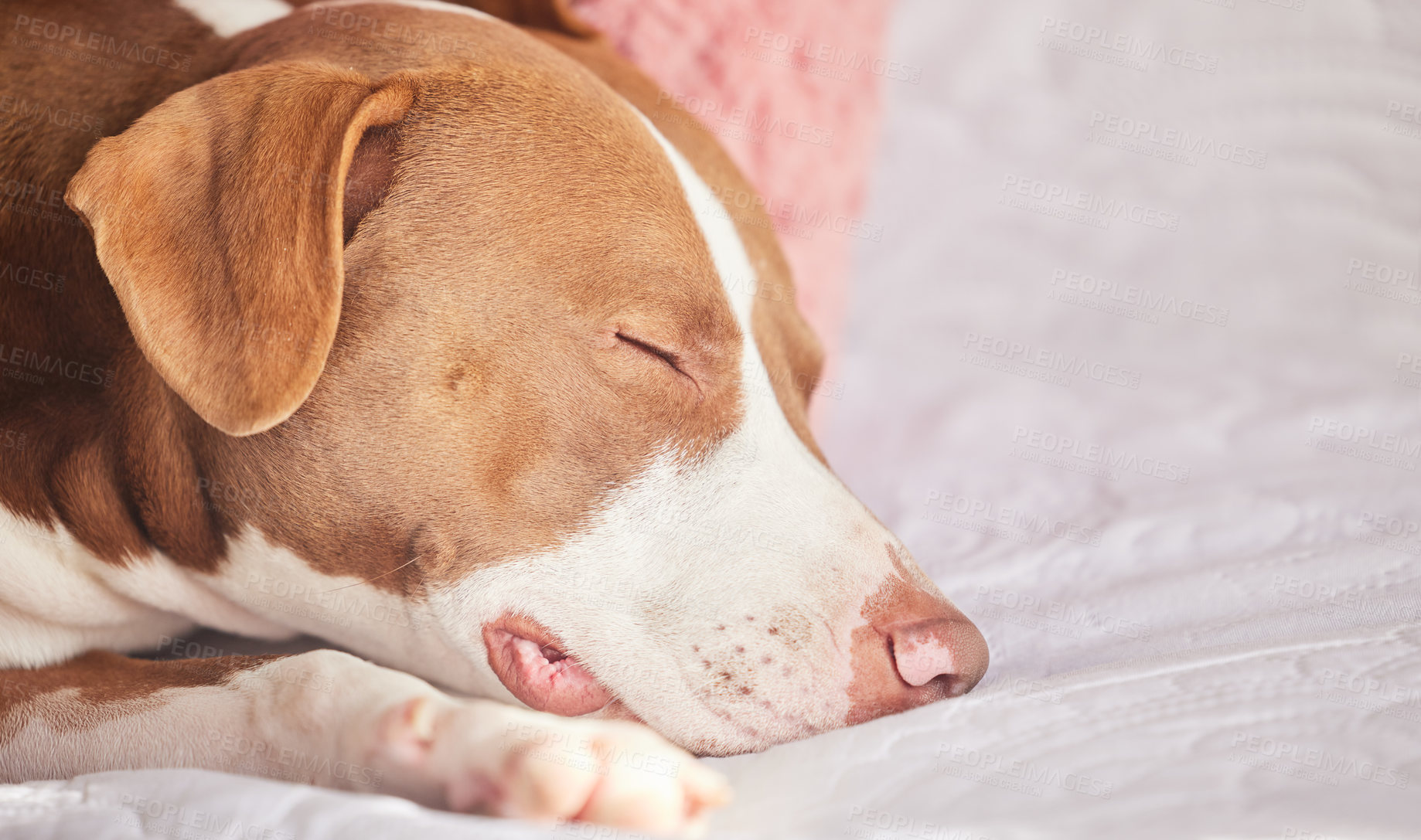 Buy stock photo Dog, sleeping and tired animal in a bedroom with pitbull, pet and rescue in a bed with nap in the morning. Home, fatigue and relax foster in a house with comfort on a duvet and blanket with rest 