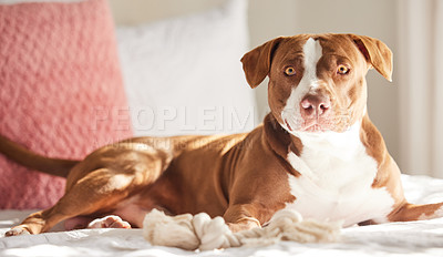 Buy stock photo Dog, pitbull and relax on bed in home with blanket, rope or toys for growth, training and development. Pet, rescue animal and adoption for care, wake up and healthy in bedroom for play in apartment