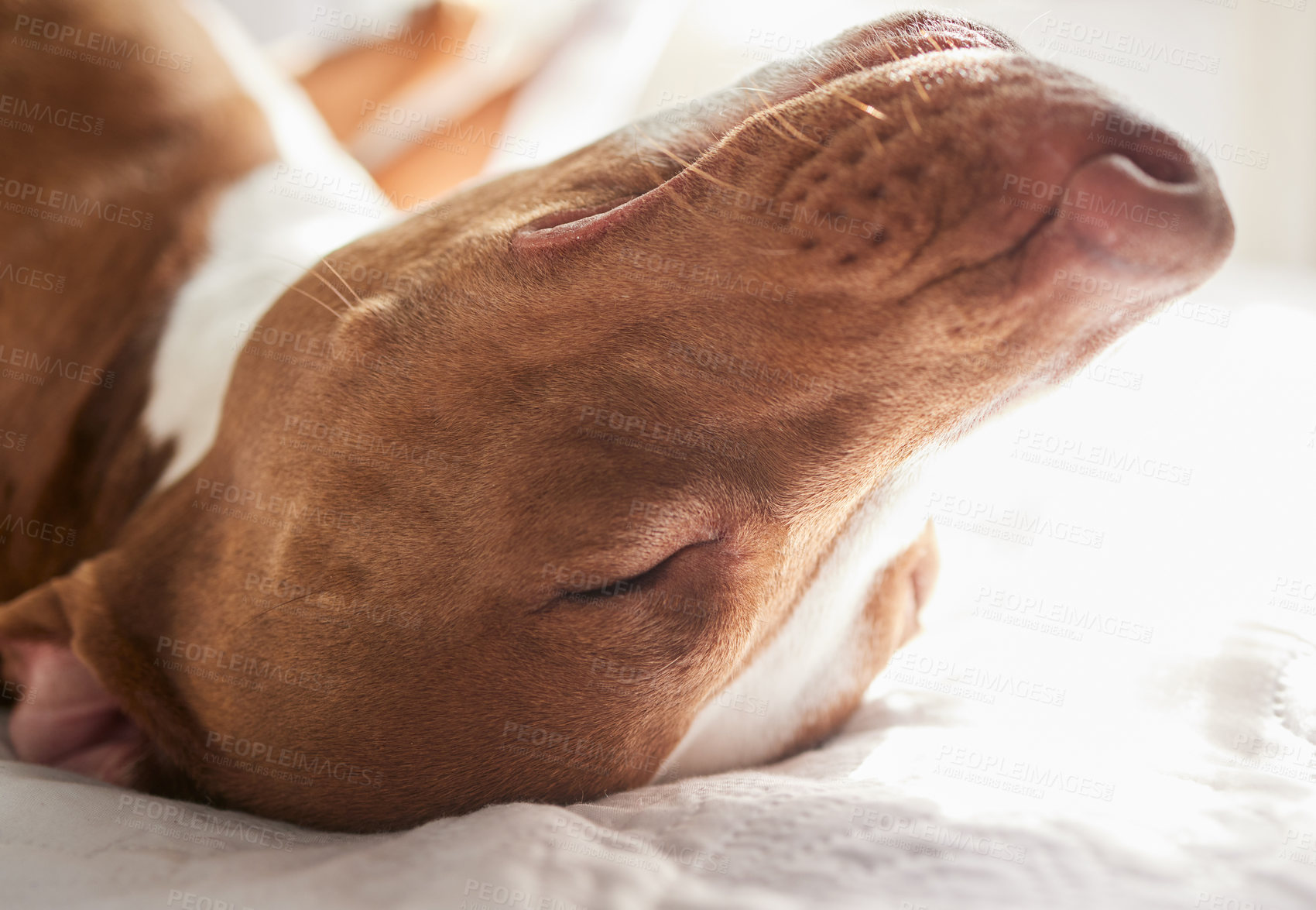 Buy stock photo Shot of a sleepy dog taking a nap in bed at home