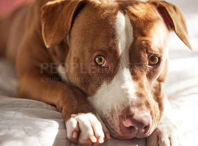 Buy stock photo Dog, calm and tired animal in a home on a bed ready for a nap in the morning with pitbull. Rescue, foster puppy and bedroom with duvet and cozy blanket with relax canine and pet lying in a house