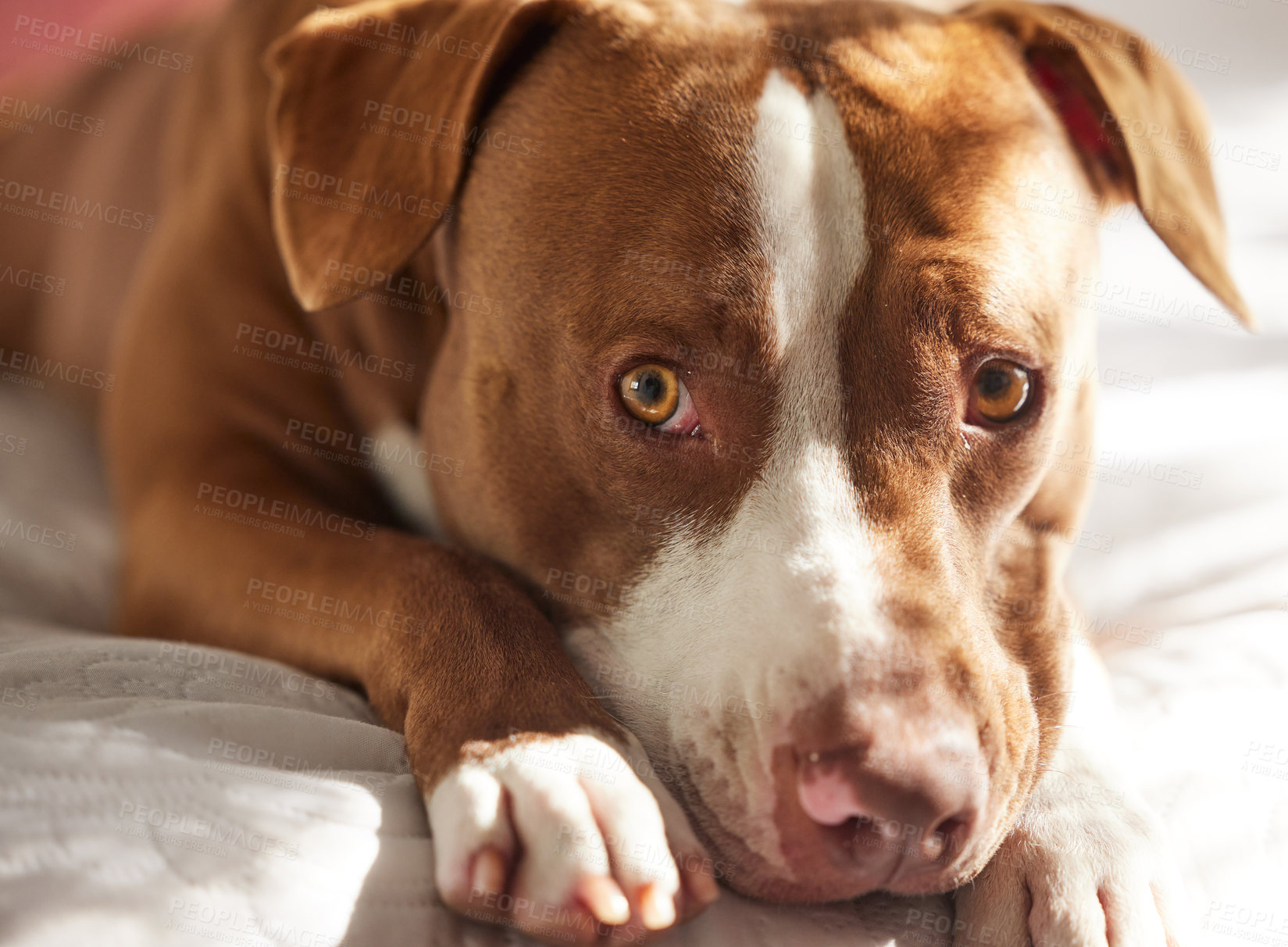 Buy stock photo Dog, calm and tired animal in a home on a bed ready for a nap in the morning with pitbull. Rescue, foster puppy and bedroom with duvet and cozy blanket with relax canine and pet lying in a house