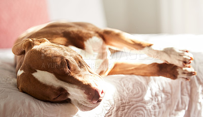 Buy stock photo Dog, sleeping and tired animal in a bedroom with aun, pet and rescue in a bed with nap in the morning. Home, fatigue and relax foster in a house with comfort on a duvet and blanket with rest 