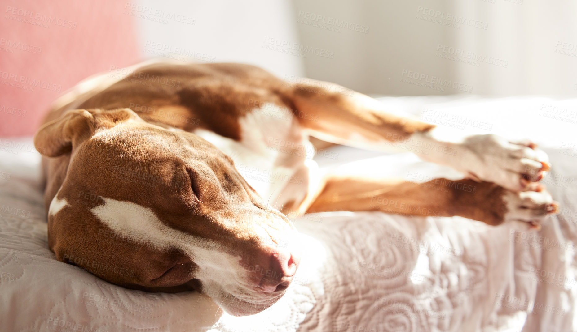 Buy stock photo Dog, sleeping and tired animal in a bedroom with aun, pet and rescue in a bed with nap in the morning. Home, fatigue and relax foster in a house with comfort on a duvet and blanket with rest 