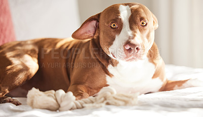 Buy stock photo Dog, calm and animal in a home on a bed ready for a nap in the morning with pitbull. Rescue, foster puppy and bedroom with duvet and cozy blanket with relaxing canine and pet lying in a house