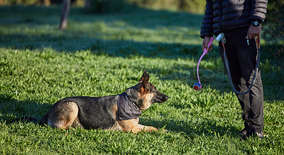 Buy stock photo Shot of an adorable german shepherd being trained by his owner in the park