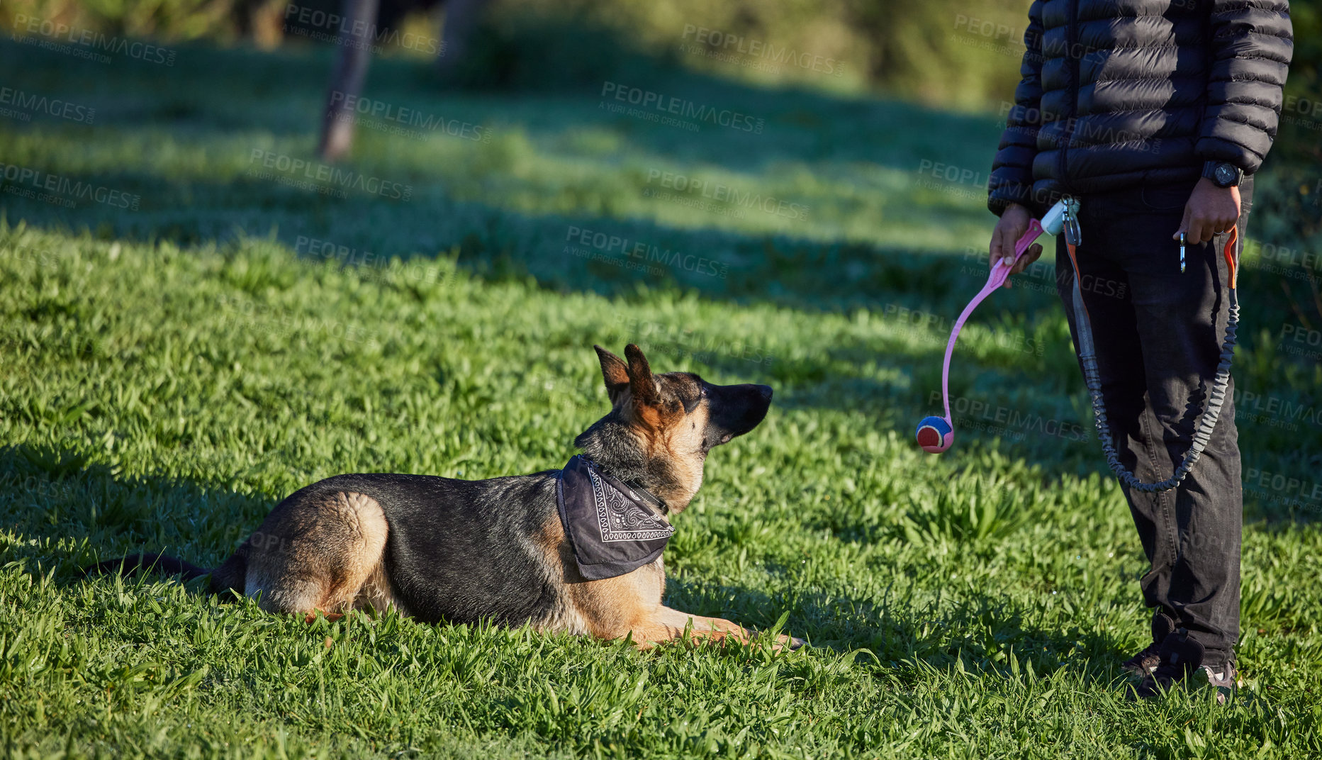 Buy stock photo Dog, training ad park with man, ball and pet toy on a lawn with German Shepard in a backyard. Garden, patience and trainer together with rescue canine outdoor with game, trust and care on grass