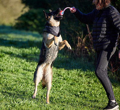 Buy stock photo Dog, jump and park with man, ball and animal toy on a lawn with german shepherd in a backyard. Garden, patience and trainer together with rescue canine outdoor with game, trust and care on grass