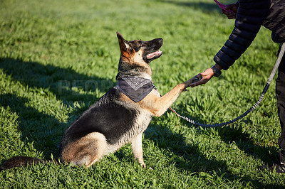 Buy stock photo Dog, training and park with man, handshake and animal paw on lawn with German Sheperd in backyard. Garden, patience and trainer together with rescue canine outdoor with happy, trust and care on grass