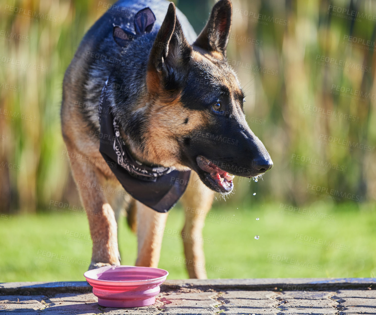 Buy stock photo German shepherd, dog and drinking water in garden, nature and outdoor for adventure in morning with health. Pet, rescue animal and bowl on ground at park, countryside and backyard by lawn in spring