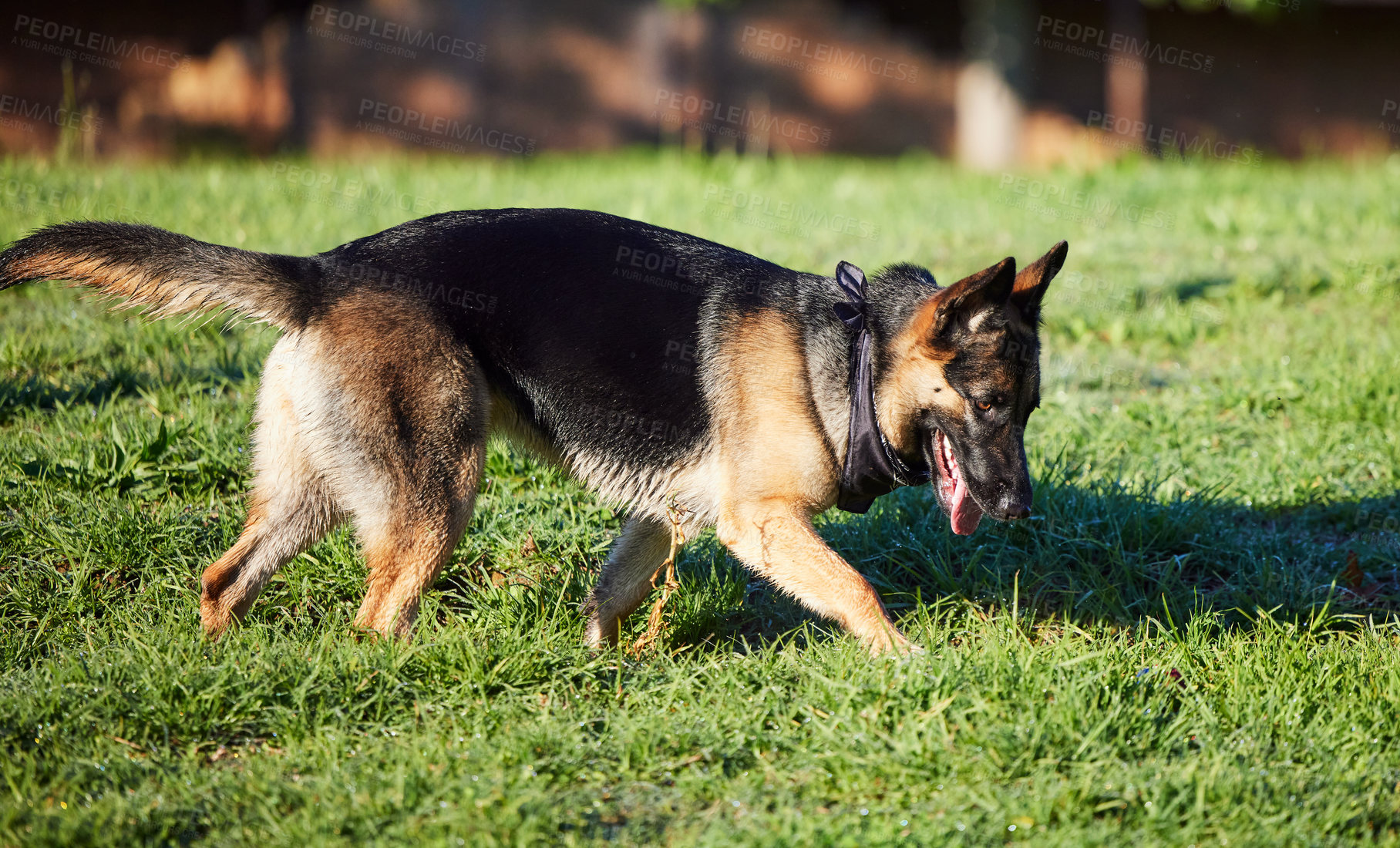 Buy stock photo Pet, nature and dog on grass in park for exercise, training and adventure outdoors. Backyard, explore and German Shepherd running on holiday, summer vacation and weekend for games, bonding and fun