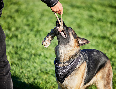 Buy stock photo Pet, toys and dog with person in park for exercise, animal training and adventure outdoors. Owner, happy and man with German Shepherd in backyard with rope for playing games, bonding and learning