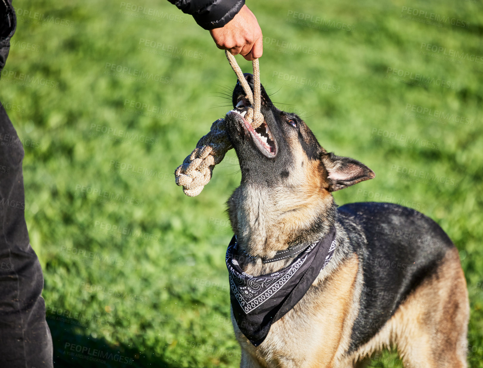 Buy stock photo Pet, toys and dog with person in park for exercise, animal training and adventure outdoors. Owner, happy and man with German Shepherd in backyard with rope for playing games, bonding and learning