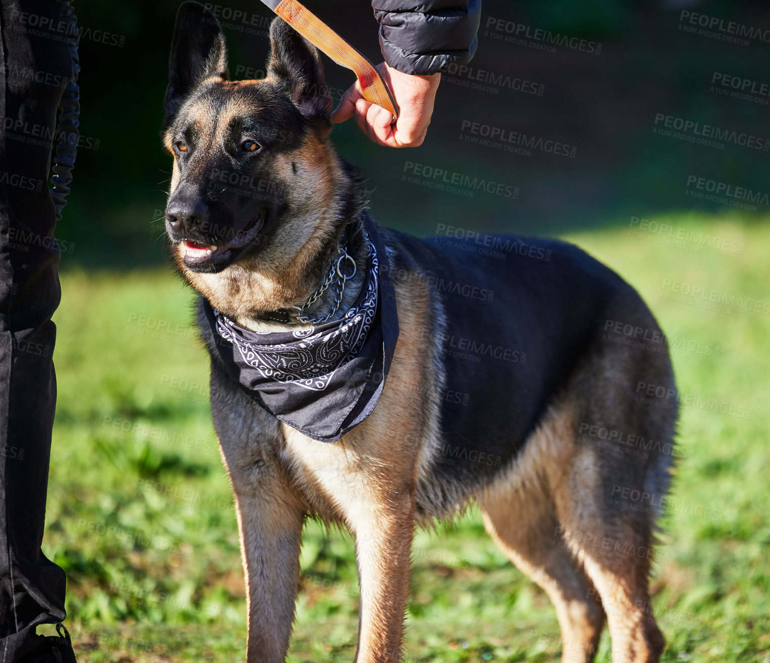 Buy stock photo Pet, walking and dog with person in park for exercise, training and adventure outdoors. Owner, happy and man with German Shepherd on holiday, summer vacation and weekend for games, bonding and fun