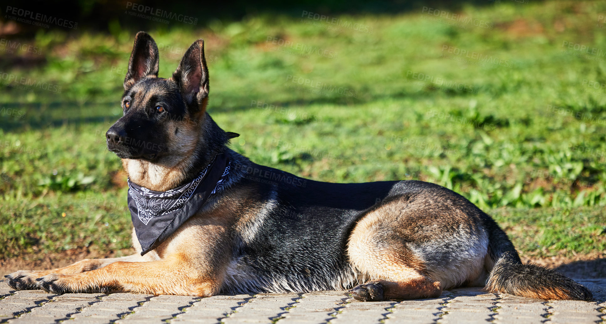 Buy stock photo German shepherd, dog and relax in garden, nature and outdoor for adventure, training and grass on path. Pet, rescue animal and lying on ground at park, countryside or backyard by lawn in spring