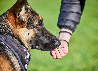 Buy stock photo Shot of a man playing with his adorable german shepherd at the park