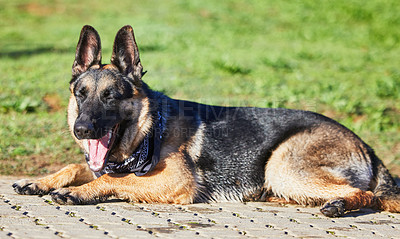 Buy stock photo Shot of an adorable german shepherd sitting in a garden