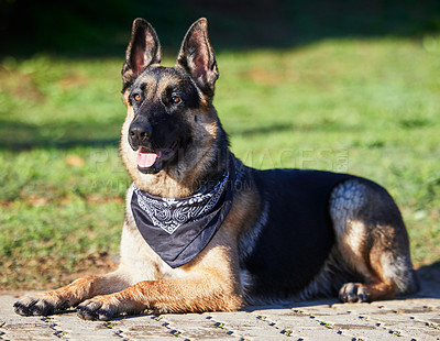 Buy stock photo German shepherd, dog and relax at park, nature and outdoor for adventure, training and morning on path. Pet, rescue animal and lying on ground in garden, countryside and backyard by lawn in spring