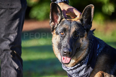 Buy stock photo Pet, portrait and dog with person in park for exercise, training and adventure outdoors. Owner, backyard and man with German Shepherd for games, bonding and fun for trust, walk or police academy